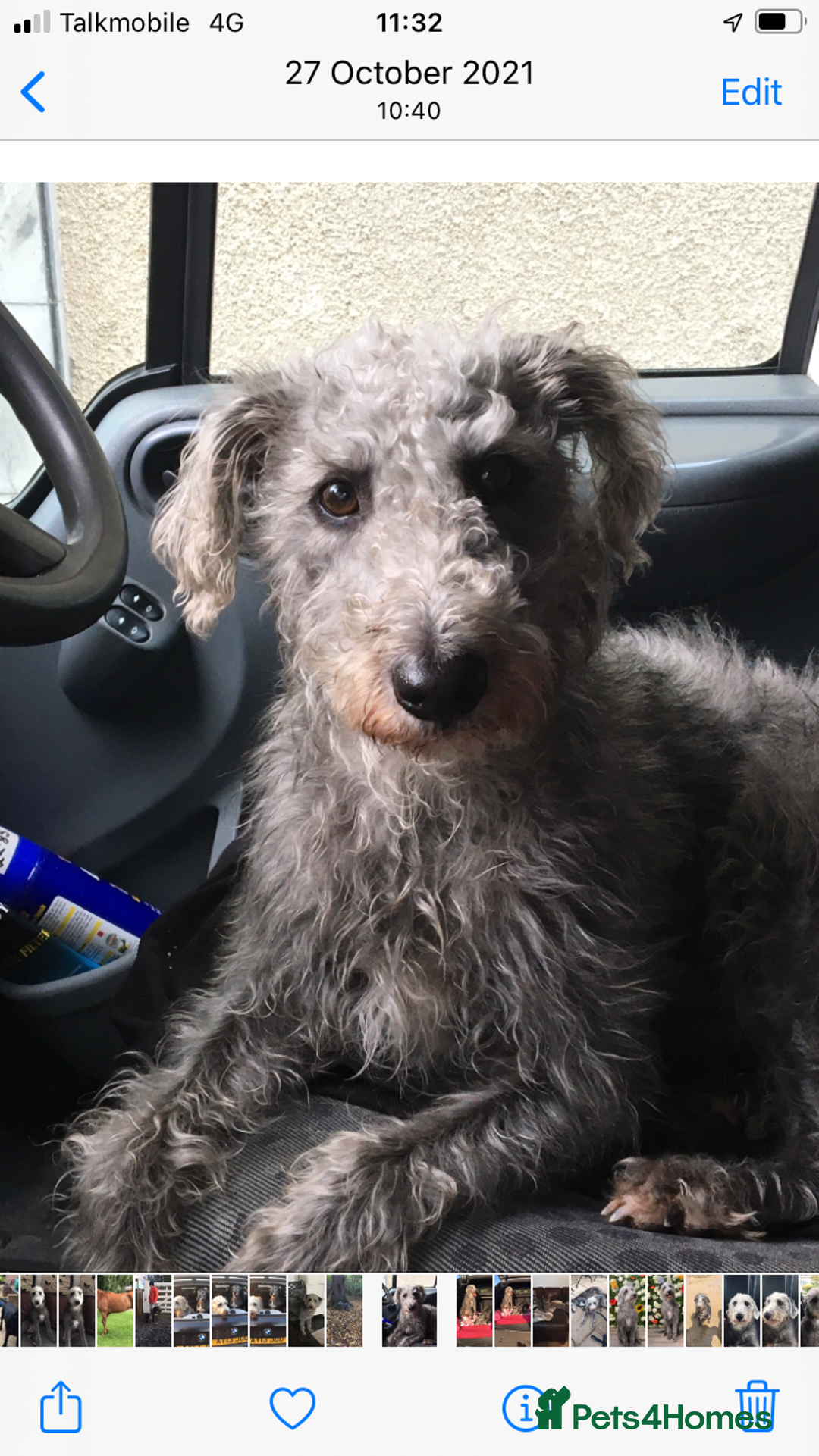 Bedlington Terrier dogs for stud: 3/4 Bedlington 1/4 Whippet Stunning boy for stud - Advert 7