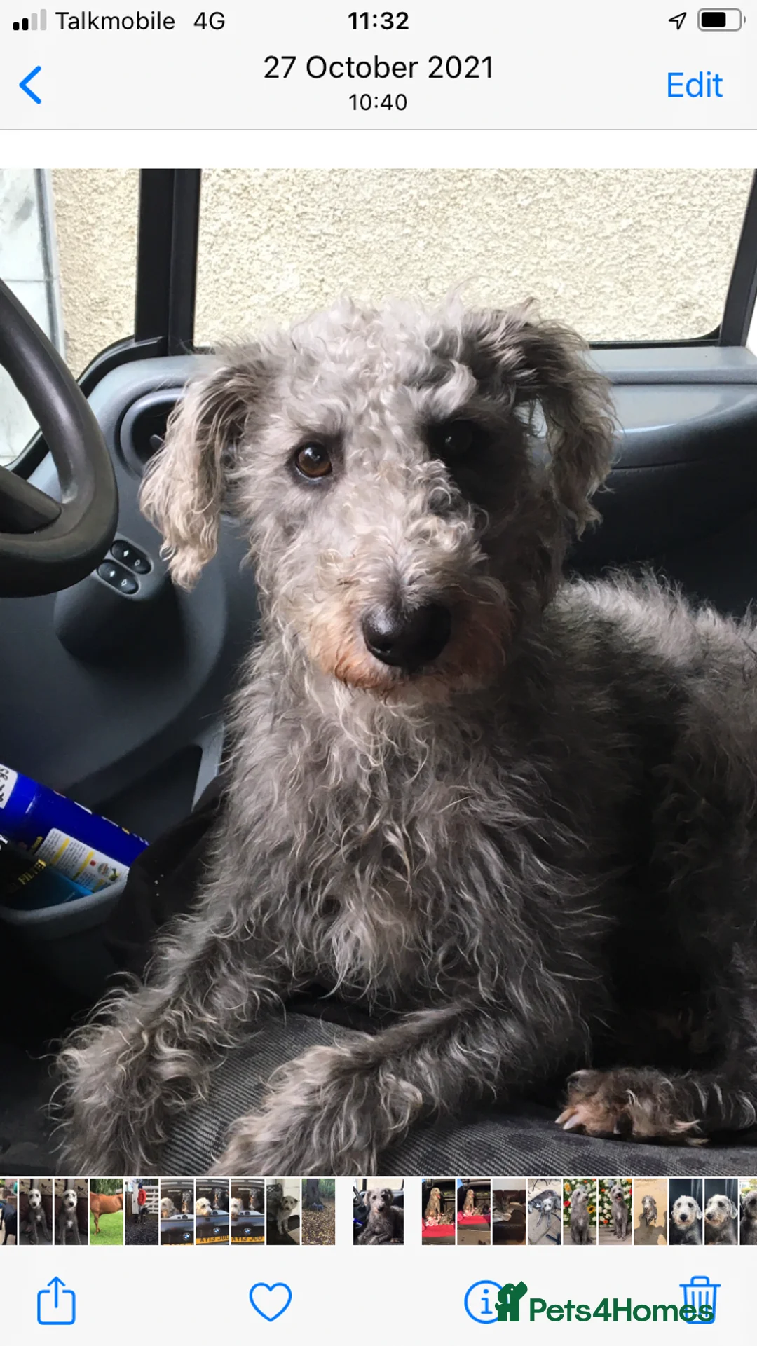 Bedlington Terrier dogs for stud: 3/4 Bedlington 1/4 Whippet Stunning boy for stud - Advert 7