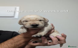 Labrador Retriever dogs for sale: Golden/Yellow Labrador retriever Puppies - Image 7