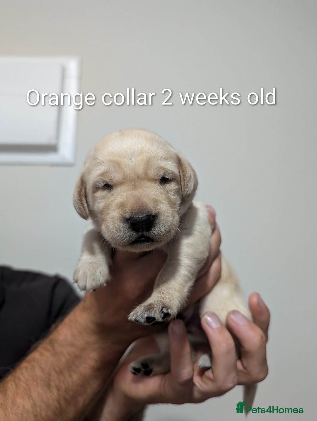 Labrador Retriever dogs for sale: Golden/Yellow Labrador retriever Puppies - Image 7