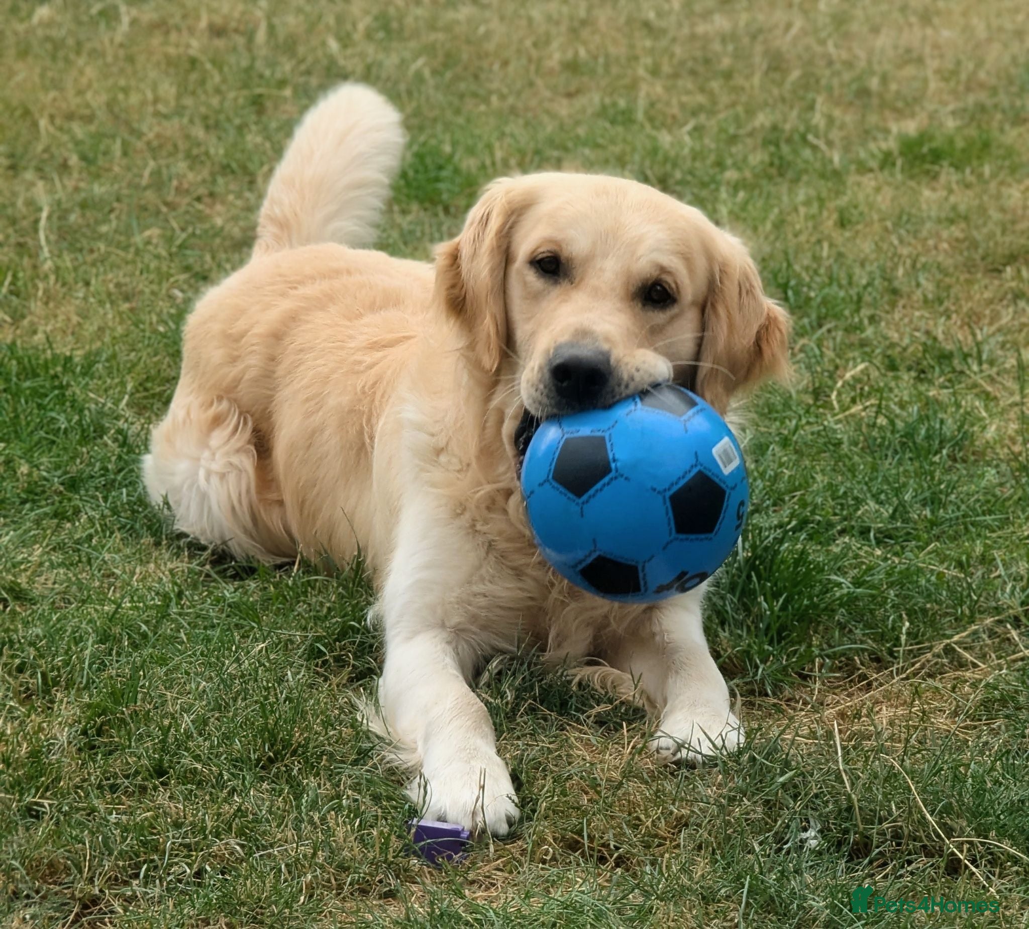 Golden Retriever dogs RKC Kensesqui Karamel Sutra - Advert 2