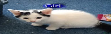 Little girl kitten