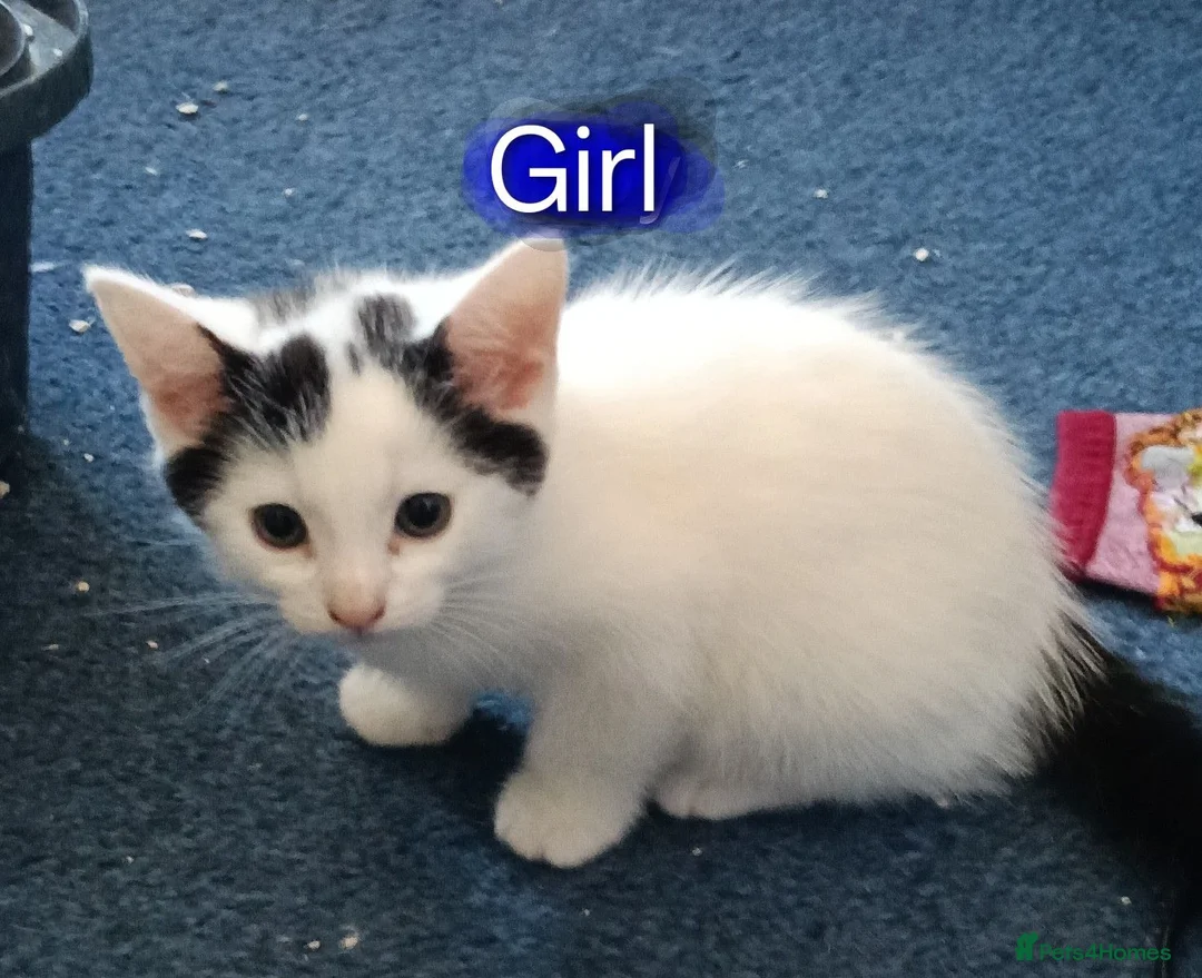 Mixed Breed cats for sale: M/F kittens ready to leave now in Great Yarmouth - Advert 2