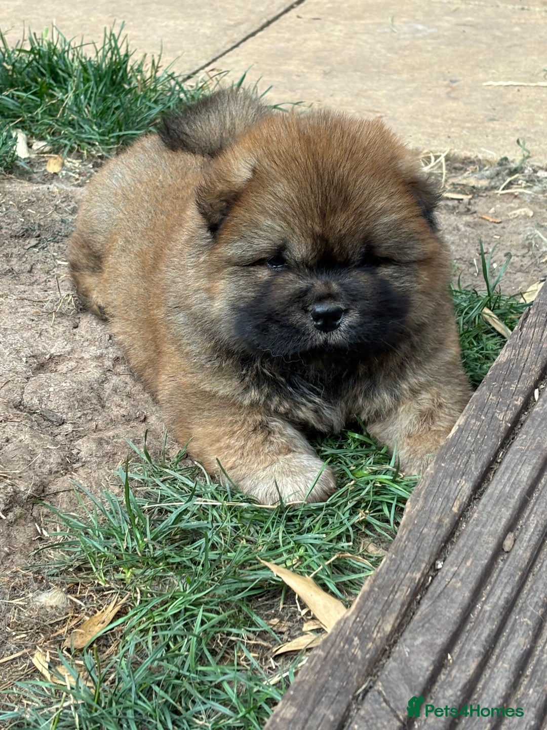 Chow Chow dogs for sale: 🐾 Chow Chow Puppies – Lilac & Chocolate Tones 🐾 - Image 7