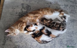 Domestic Shorthair cats for sale: Two beautiful kittens for sale - Image 6