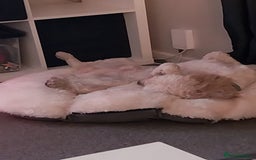 Cockapoo dogs for sale: Lovely 7 month old cockapoo - Advert 4