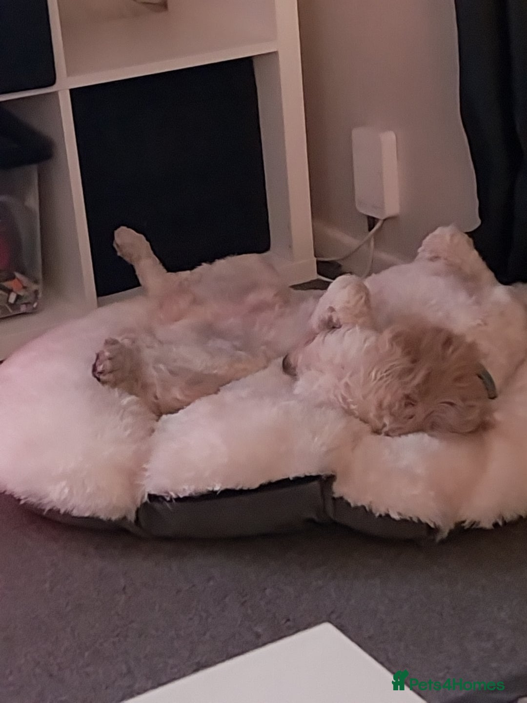 Cockapoo dogs for sale: Lovely 7 month old cockapoo - Advert 4