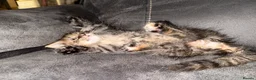 Maine Coon cats for sale: Stunning Maine Coon X Kittens Needing New Homes! - Advert 20
