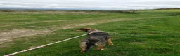 Mixed Breed dogs for adoption: 🌟 Special Home Needed for a Very Special Girl 🌟 in Pulborough - Advert 3