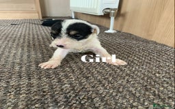 Jack Russell dogs for sale: Jack Russell puppy’s  - Image 4