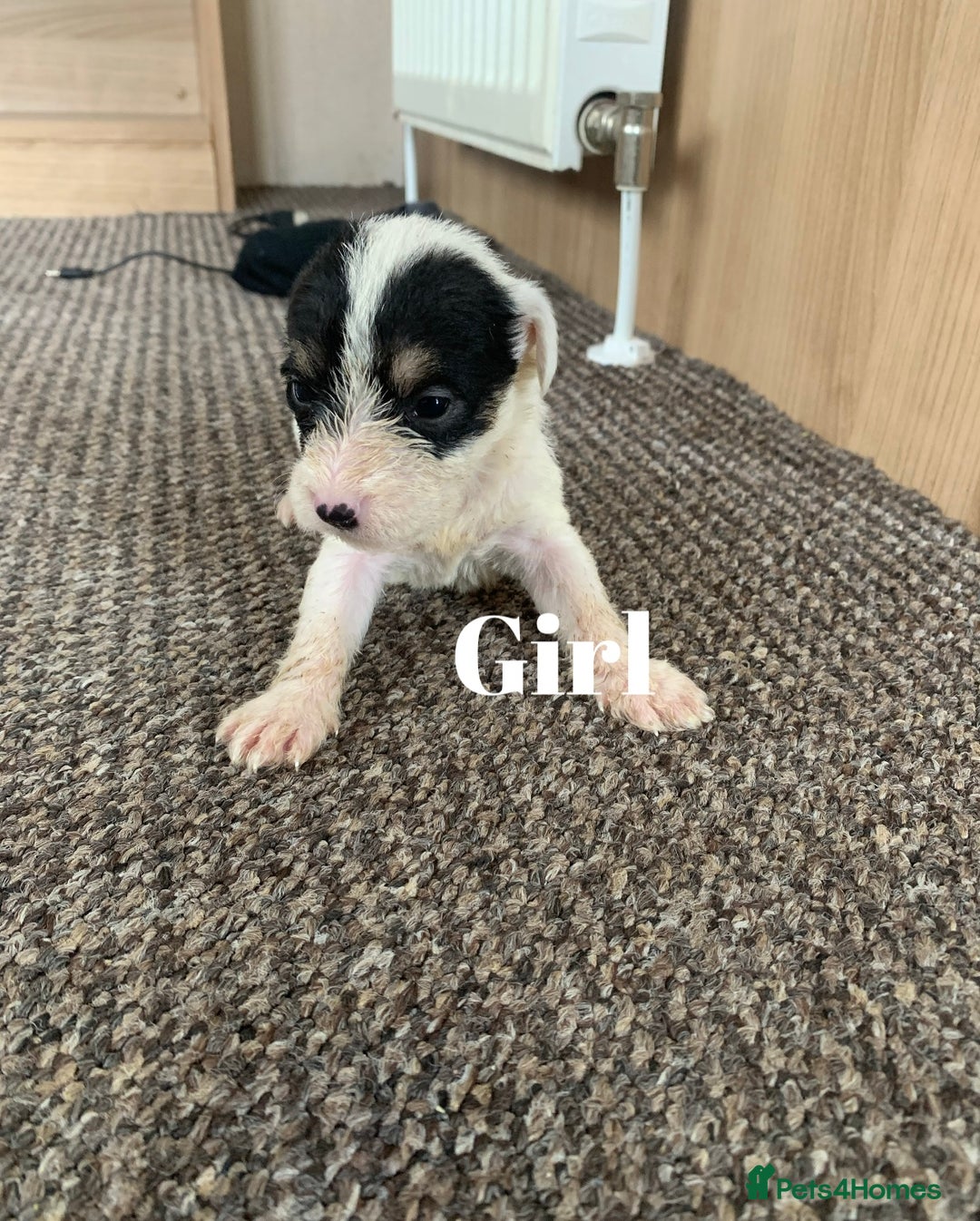 Jack Russell dogs for sale: Jack Russell puppy’s  - Image 4