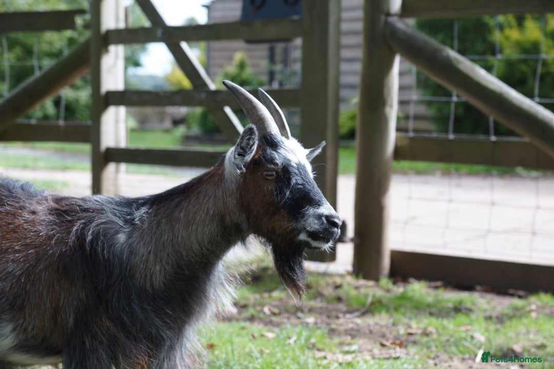 Goats livestock for sale: Female Pygmy Goat Looking For New Home - Image 1