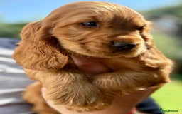 Cocker Spaniel dogs for sale: Exceptional Golden KC Show Cocker Spaniels in Chepstow - Image 20