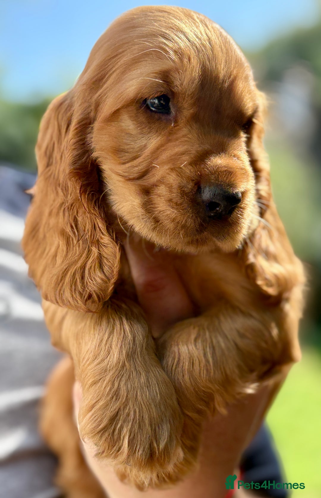 Cocker Spaniel dogs for sale: Exceptional Golden KC Show Cocker Spaniels in Chepstow - Image 20