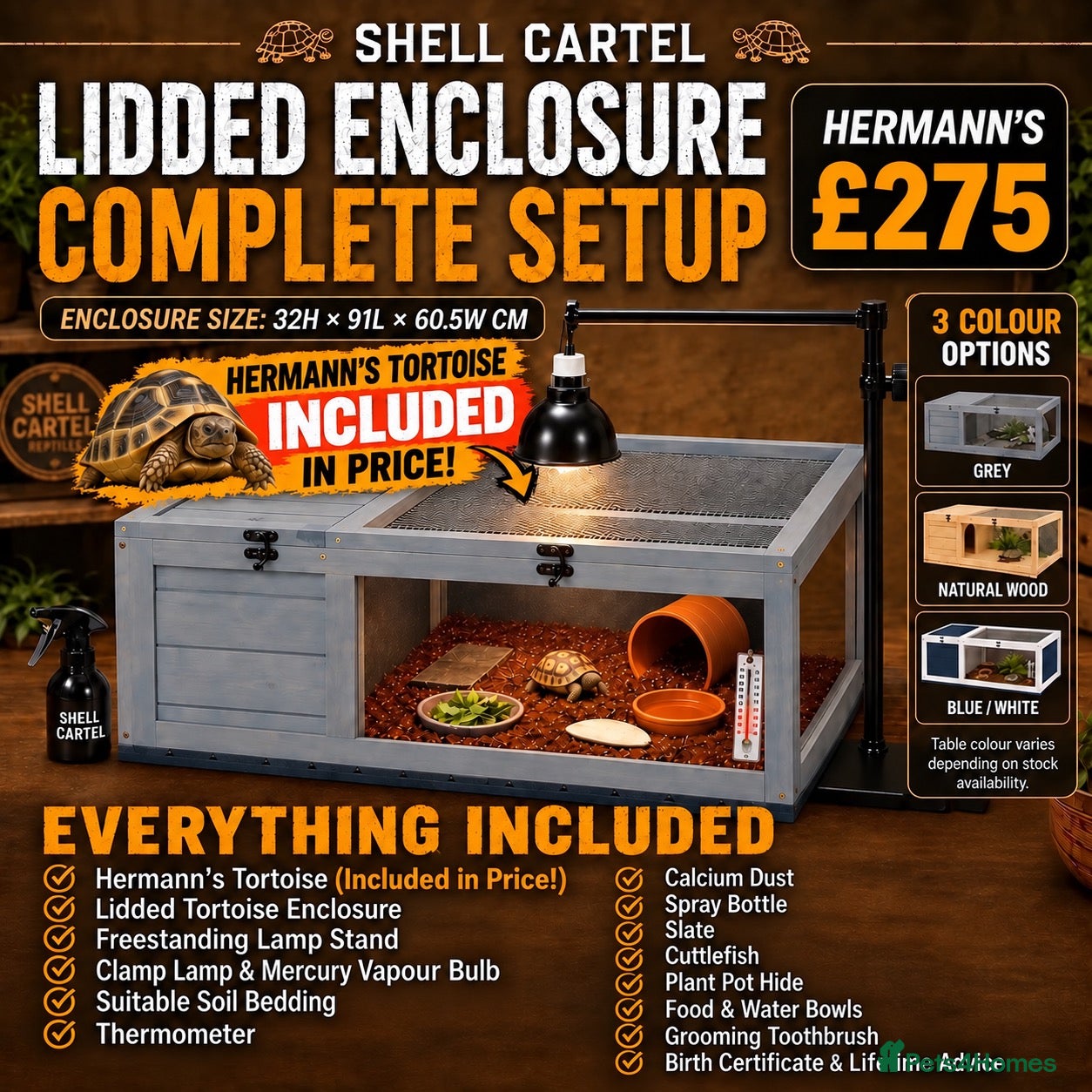 Tortoise reptiles BABY HERMANNS AND SET UPS - Advert 2