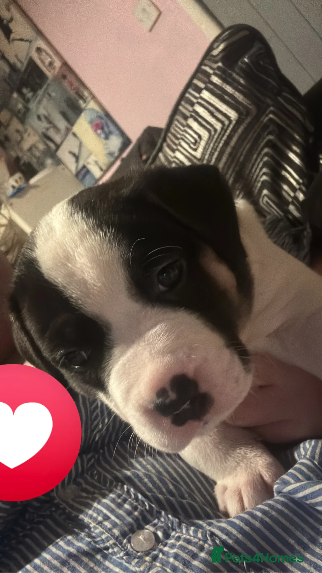 Mixed Breed dogs for sale: Puppys for sale  - Advert 9