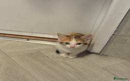 British Shorthair cats for sale: 10 week old kitten female for sale  - Image 1