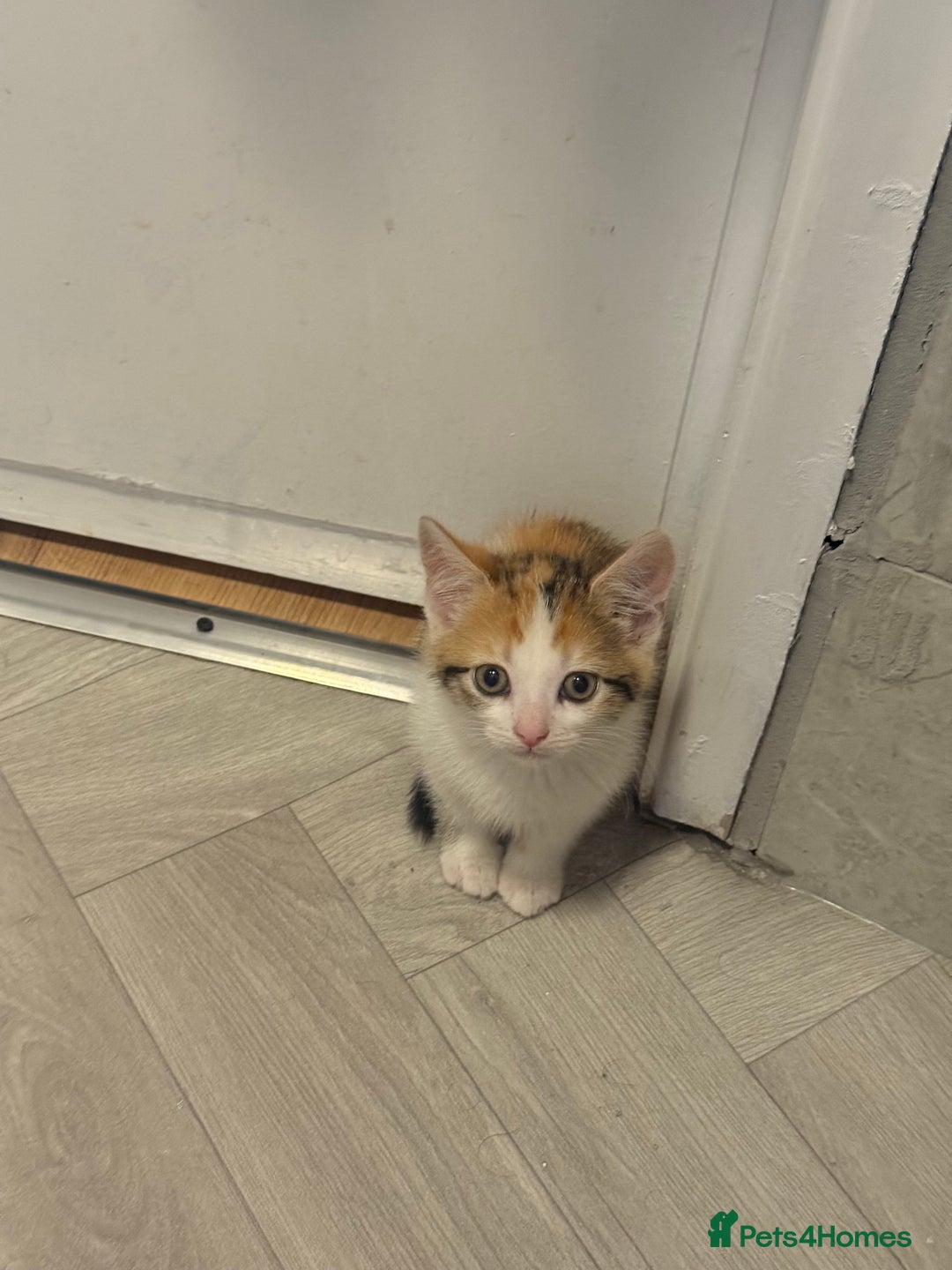 British Shorthair cats for sale: 10 week old kitten female for sale  - Image 1