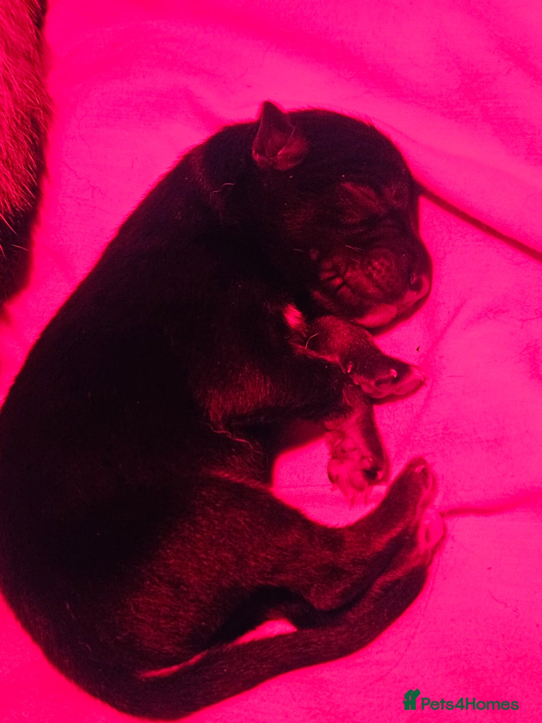 German Shepherd dogs for sale: German Shepherd Pups - Advert 5