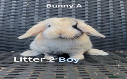 Mini Lop rabbits for sale: Baby mini lops for sale - Image 7