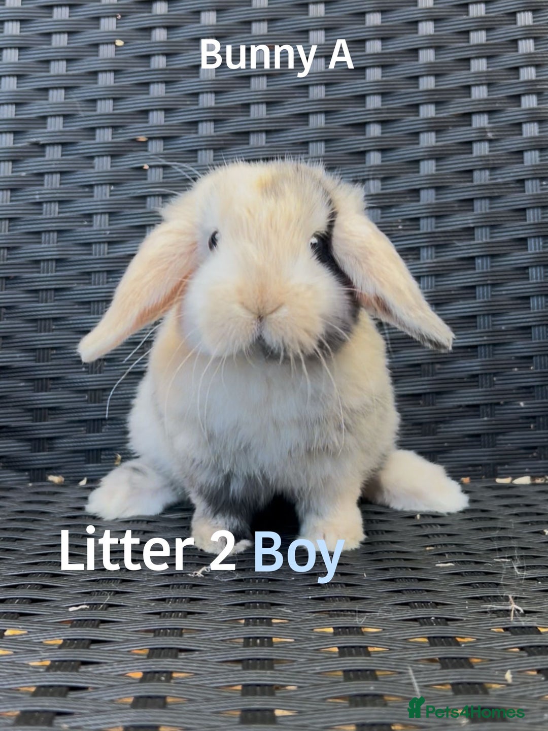 Mini Lop rabbits for sale: Baby mini lops for sale - Image 7