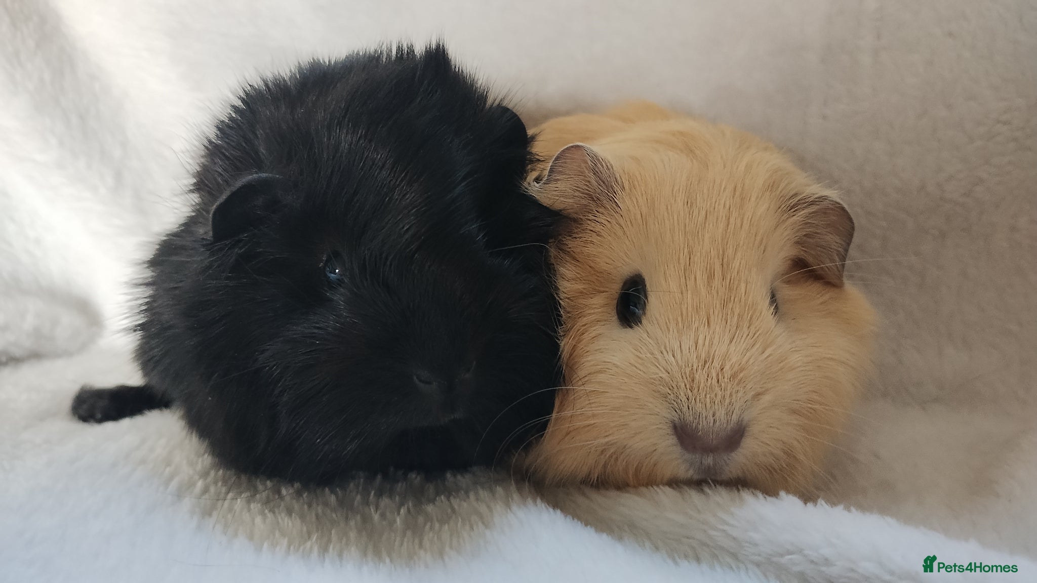 Guinea Pig rodents Baby girls guinea pig ready 26th April set 2 - Advert 13