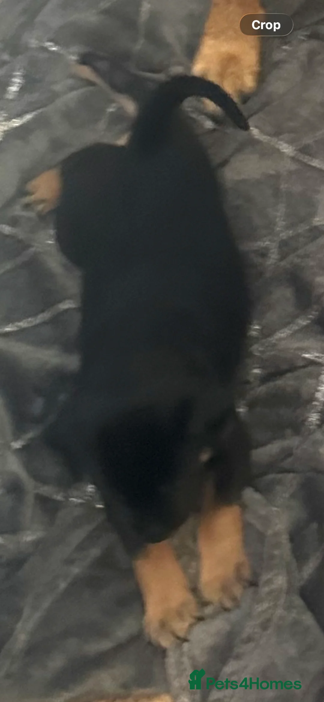Mixed Breed dogs for sale: Beautiful Belgium Malinois cross puppy’s for sale  - Advert 2