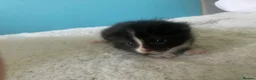 Mixed Breed cats for sale: 3 males kittens - Advert 5