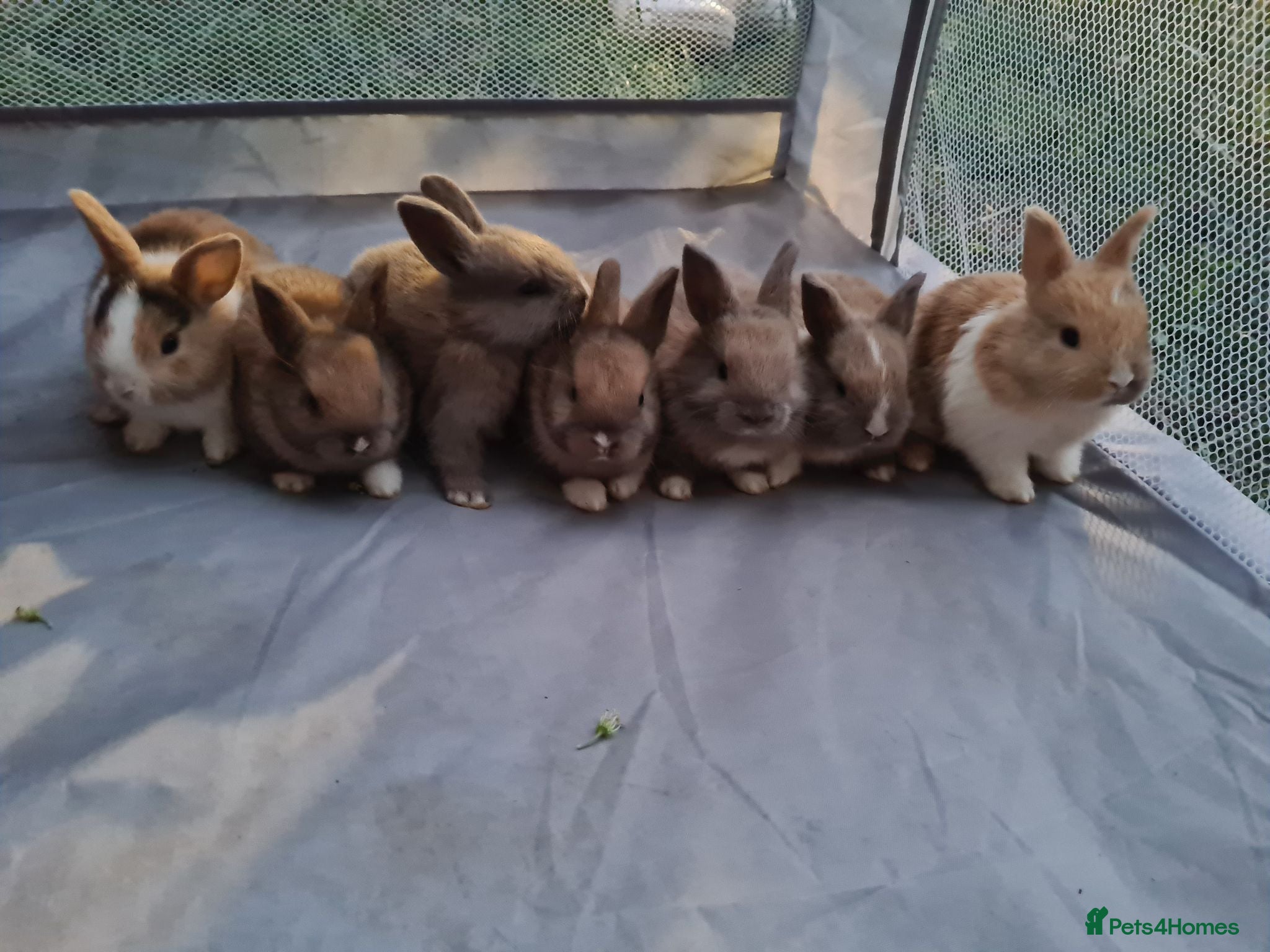 Mixed Breed rabbits Mini lop x lionhead bunnies - Advert 1