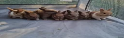 Mixed Breed rabbits for sale: Mini lop x lionhead bunnies - Advert 1