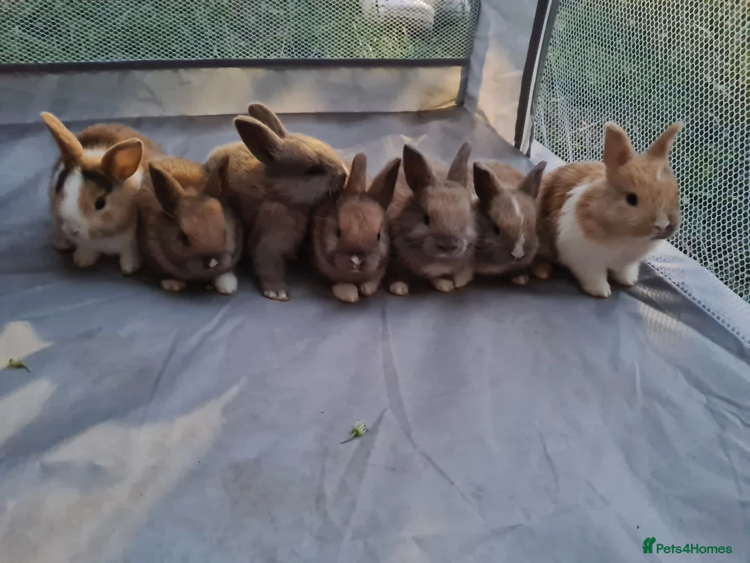 Mixed Breed rabbits for sale: Mini lop x lionhead bunnies - Advert 1