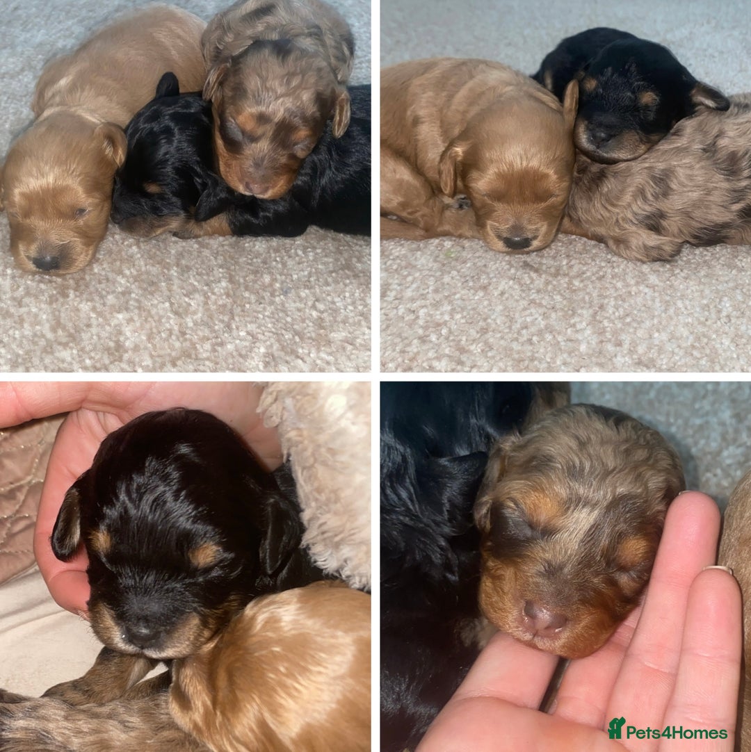 Cavapoo dogs for sale: Healthy unique cavapoos - Advert 1