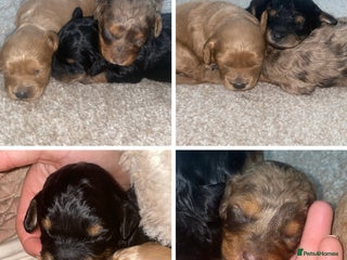 Cavapoo dogs Healthy unique cavapoos - Advert 1