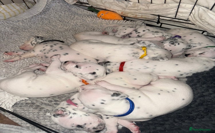 Dalmatian dogs - Advert 15