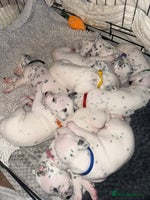 Dalmatian dogs - Advert 4