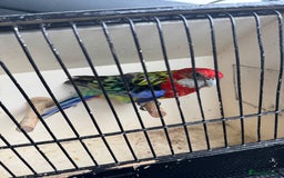 Parakeets birds for sale: Rosella birds PLEASE READ THE ADVERT  - Image 3