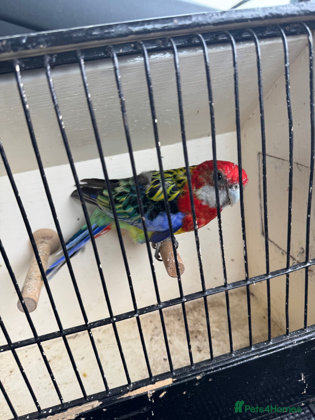 Parakeets birds for sale: Rosella birds PLEASE READ THE ADVERT  - Image 3