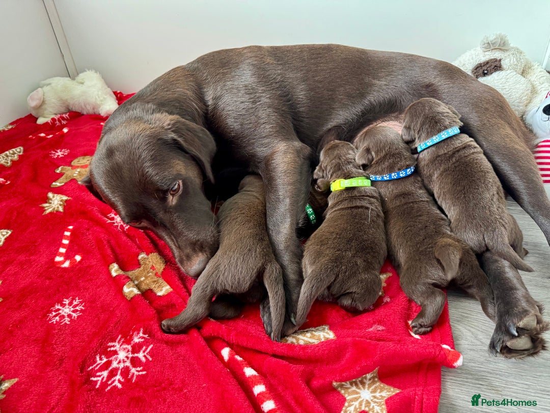 Labrador Retriever dogs for sale: 5 Stars 🌟 Chocolate Labradors  🌟  - Image 4