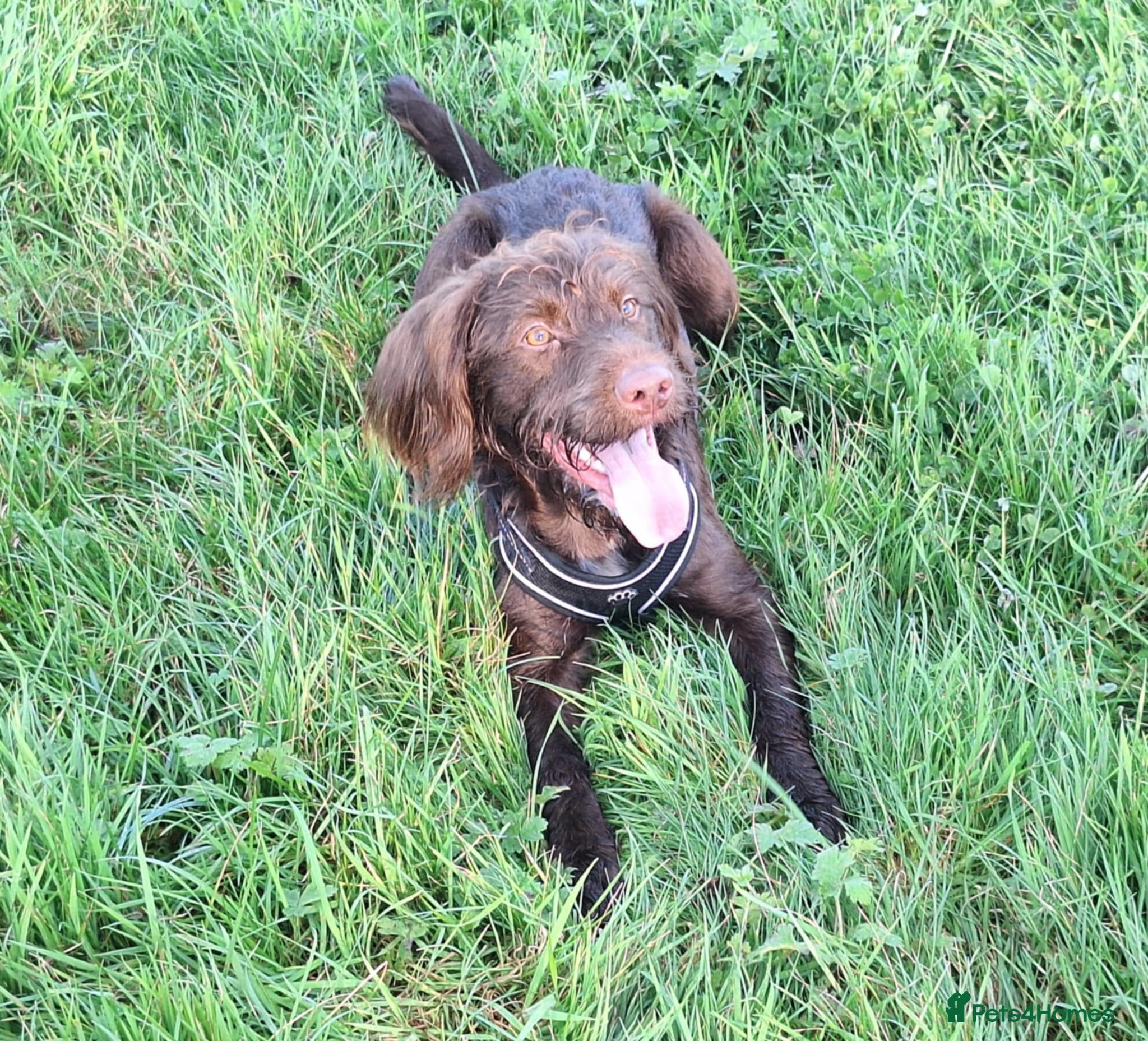 Mixed Breed dogs Health tested Cocker spaniel cross splurcher.  - Advert 13