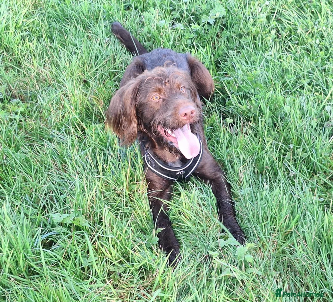 Mixed Breed dogs for stud: Health tested Cocker spaniel cross splurcher.  - Advert 1