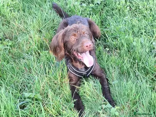 Mixed Breed dogs Health tested Cocker spaniel cross splurcher. - Advert 13