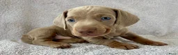 Miniature Dachshund dogs for sale: DNA Tested Mini Smooth Dachshund Pups - Advert 5