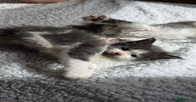 Maine Coon cats - Advert 16