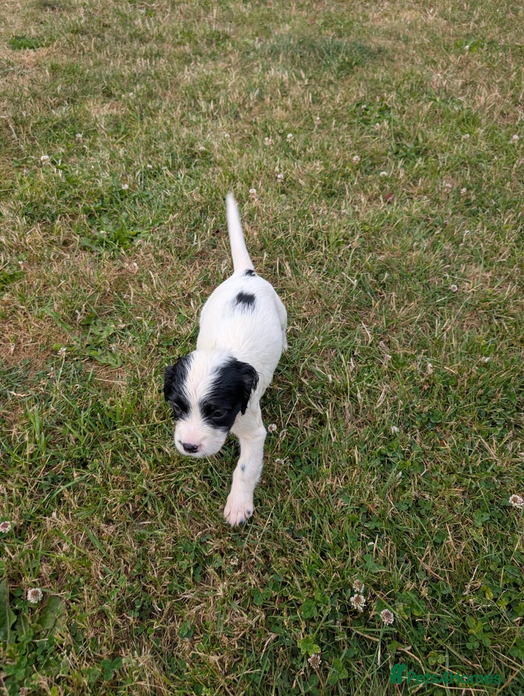 English Springer Spaniel dogs for sale: 8week old springer spaniels - Image 11