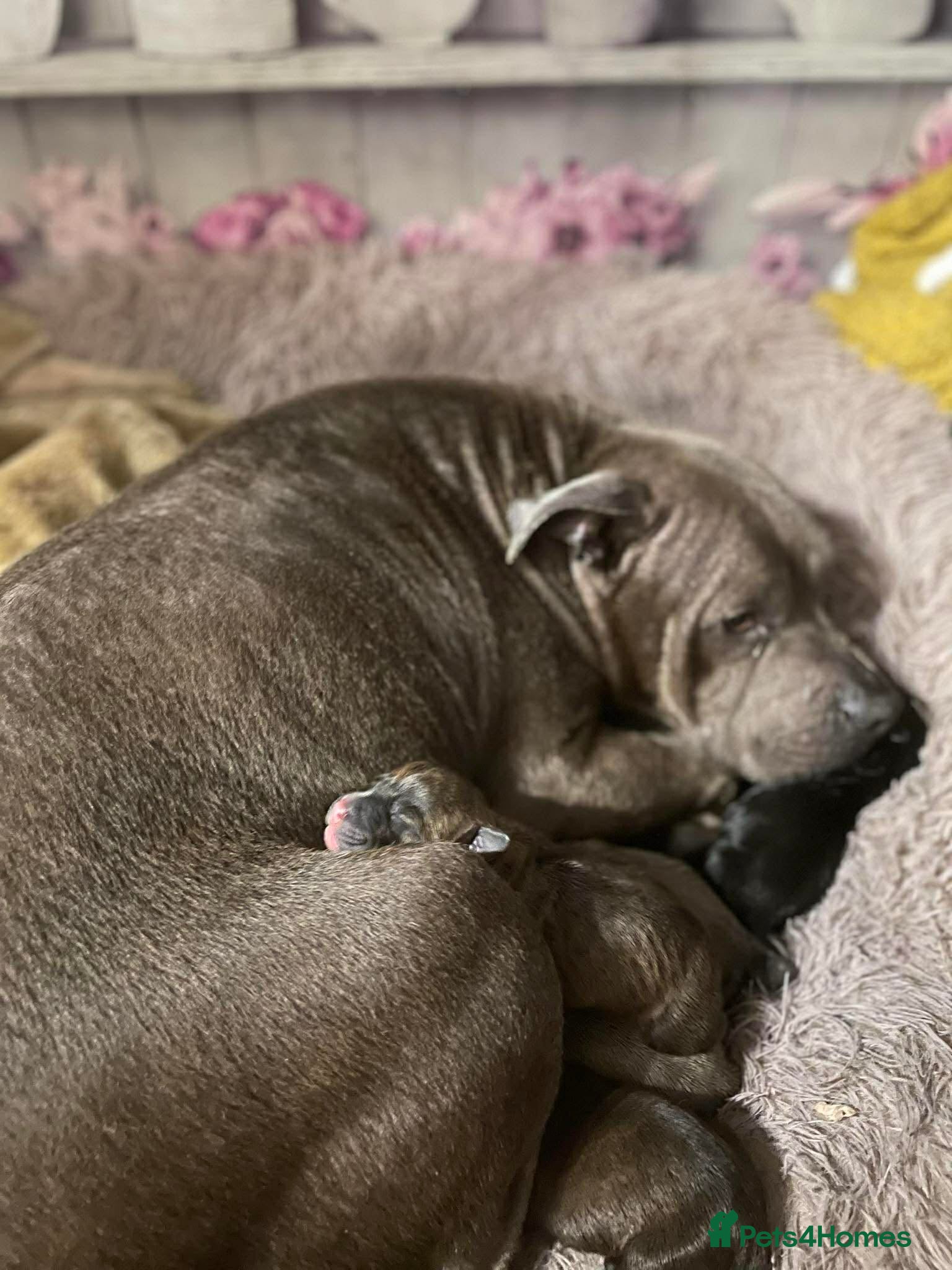 Staffordshire Bull Terrier dogs Staffy pupies  - Advert 2