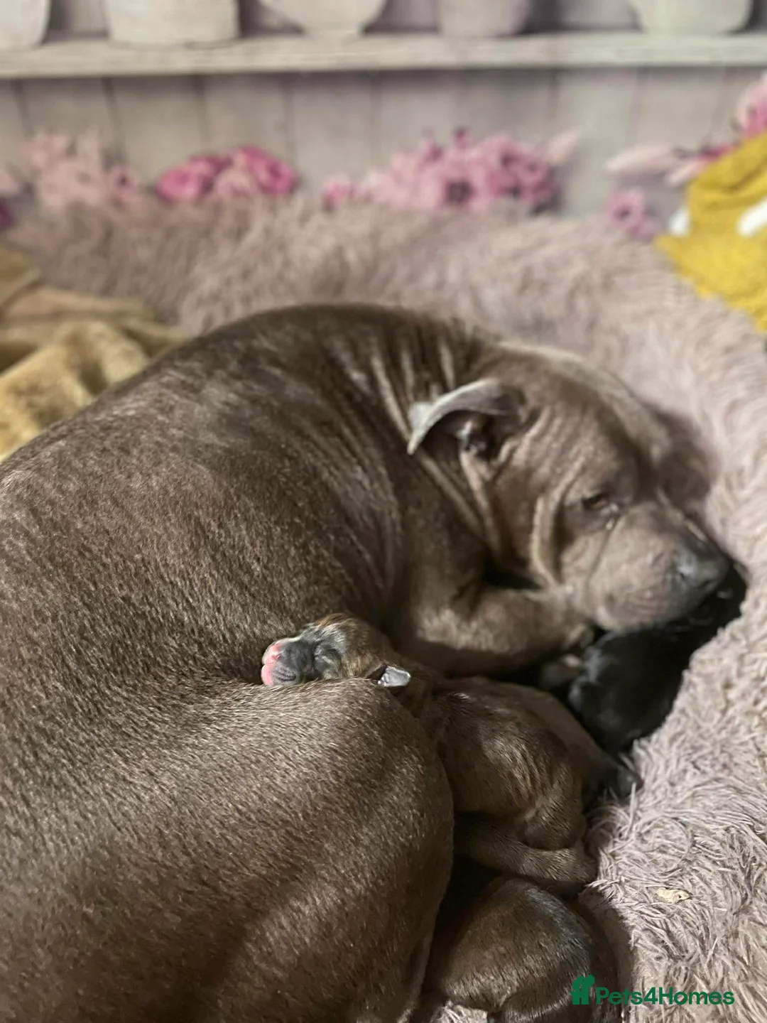 Staffordshire Bull Terrier dogs for sale: Staffy pupies  - Advert 1