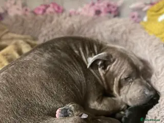 Staffordshire Bull Terrier dogs Staffy pupies - Advert 1