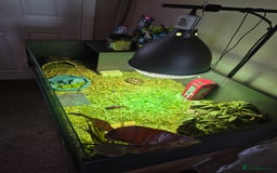 Tortoise reptiles for sale: Horsefield tortoise  - Image 2