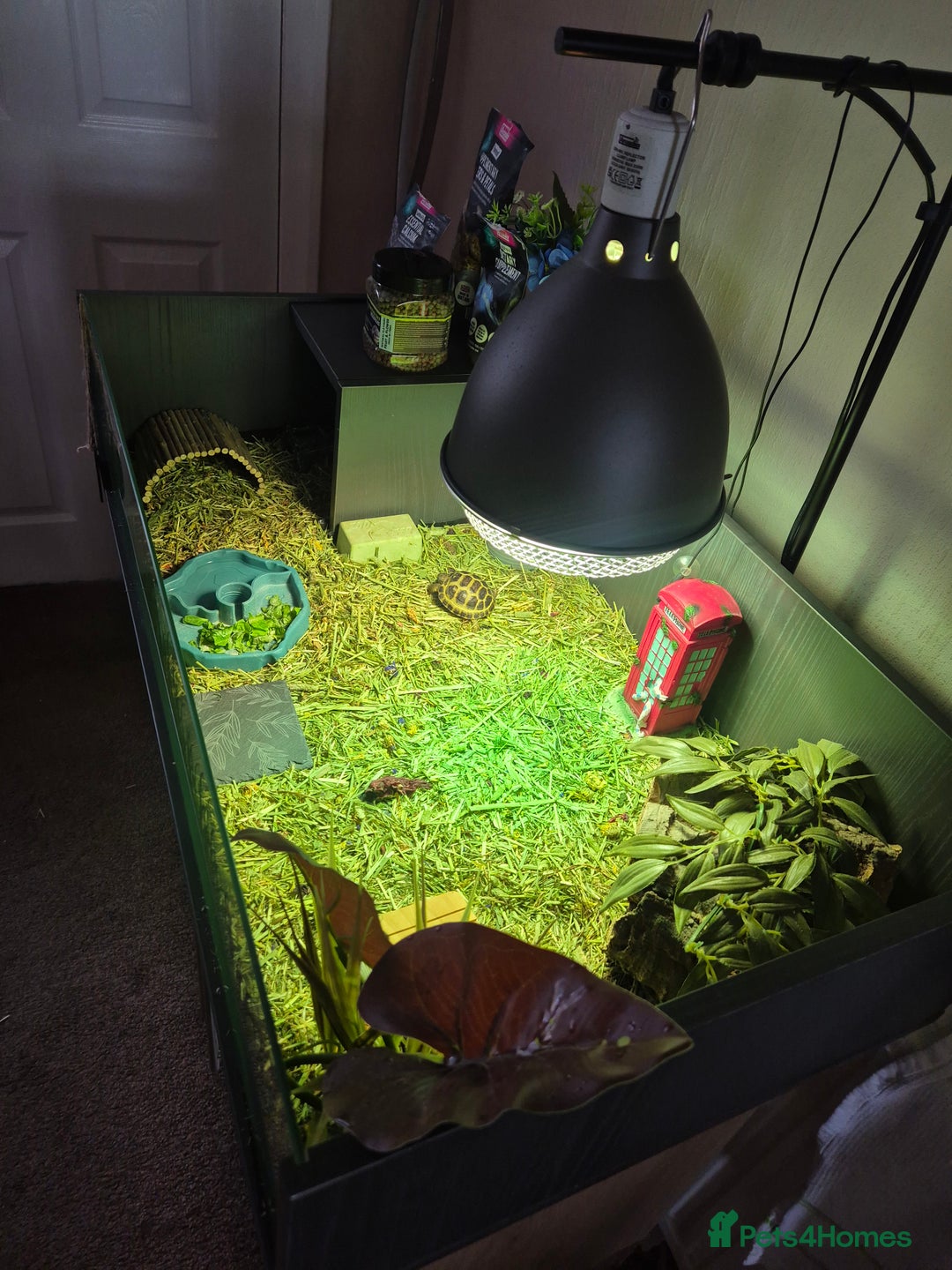 Tortoise reptiles for sale: Horsefield tortoise  - Image 2