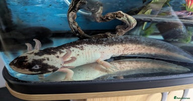 Axolotl reptiles - Advert 2